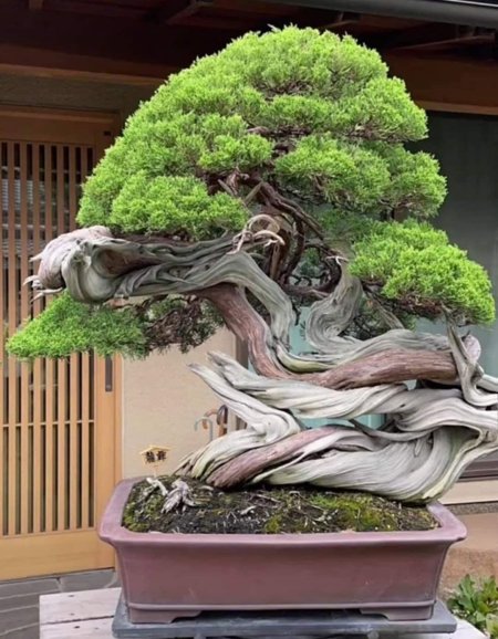 Масахико кимура бонсай