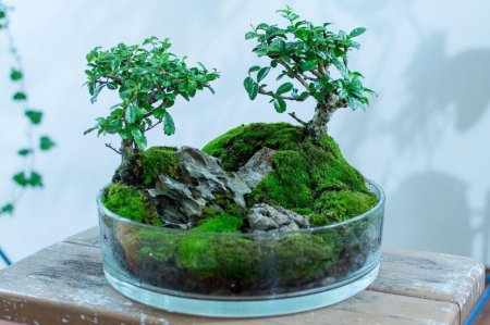 Террариум мосс бонсай