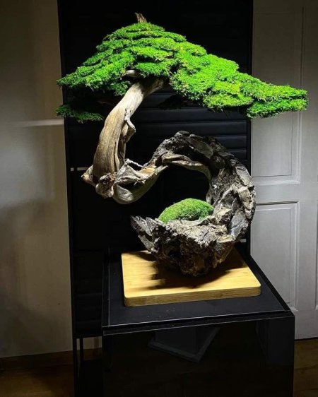 Дерево бонсай