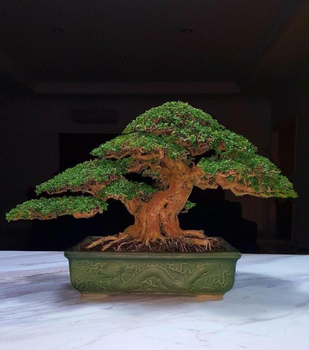 Бонсай индор