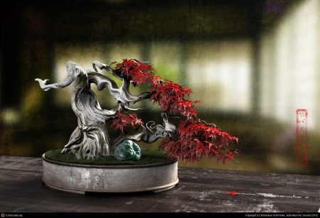 Бонсай клен японский