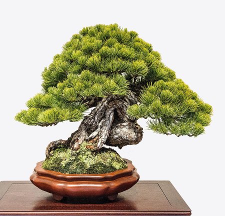 Сосна бонсай