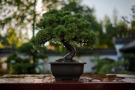 Tree bonsai