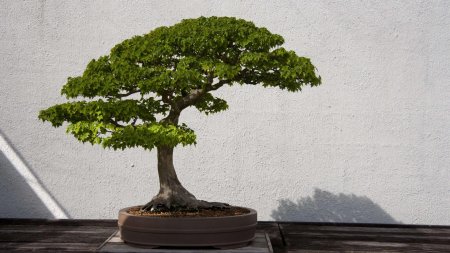 Платан бонсай