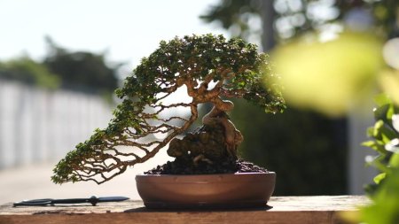 Бонсай дерево