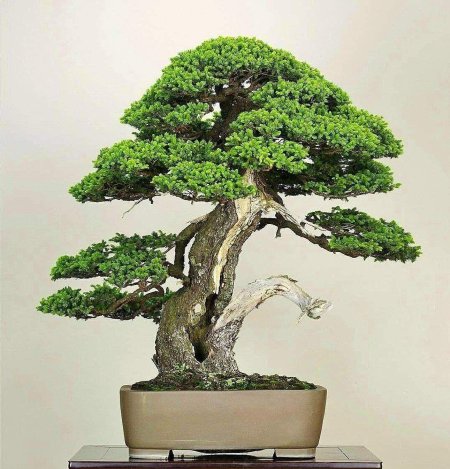 Банзай китайское дерево