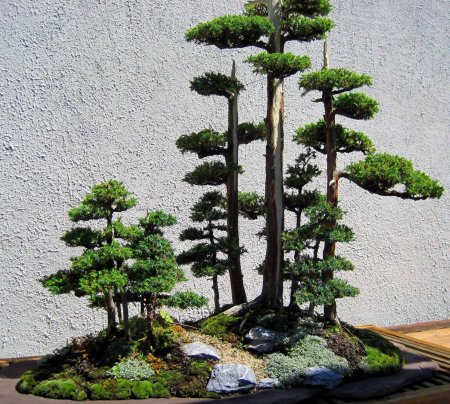 Бонсай сехин