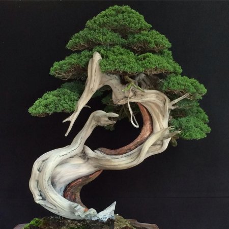 Бонсай сяримики