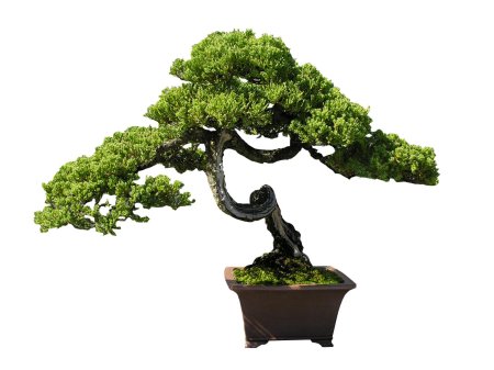 Tree bonsai