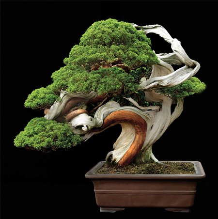 Японские деревья бонсай