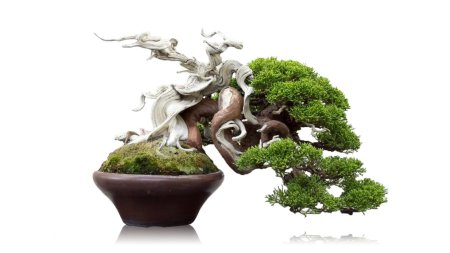 Бонсай сяримики