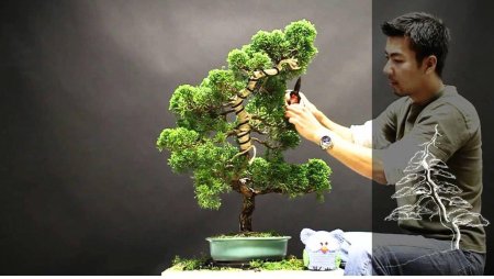 Бонсай тюхин