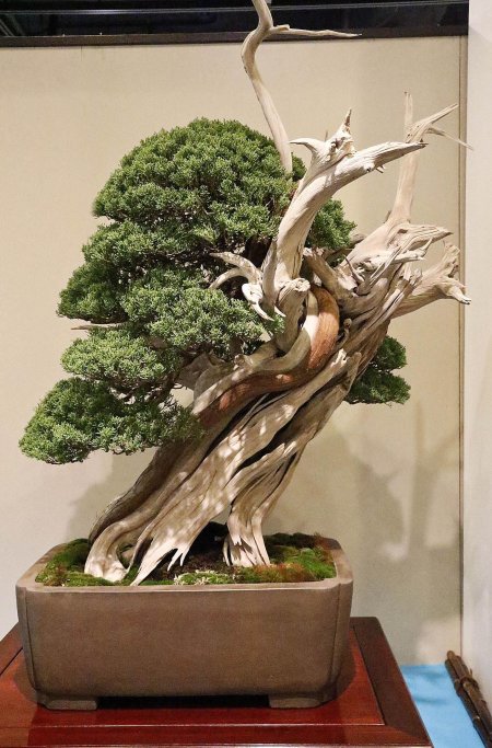 Джин в бонсай