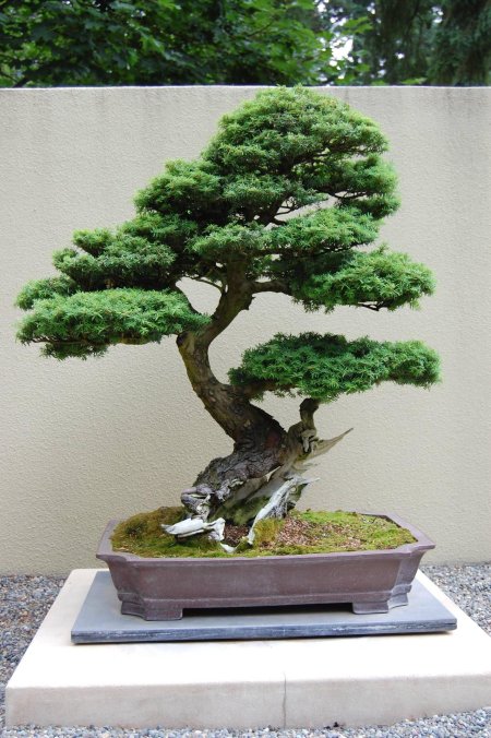 Тсуга бонсай