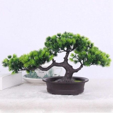 Бонсай сосна