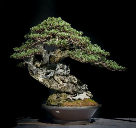 Дерево бонсай живое