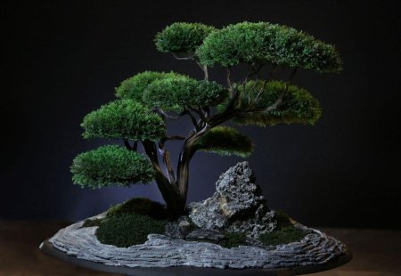 Растение бонсай