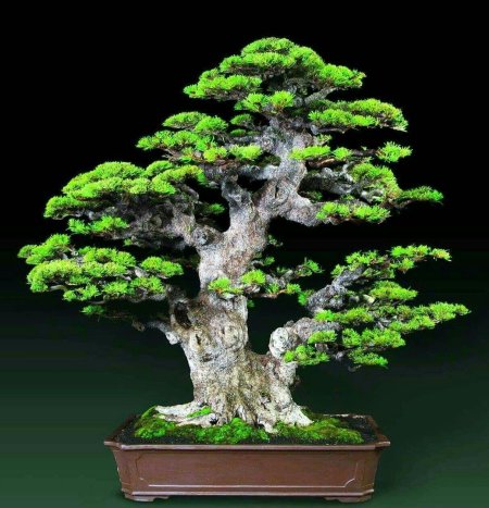 Ель аянская бонсай