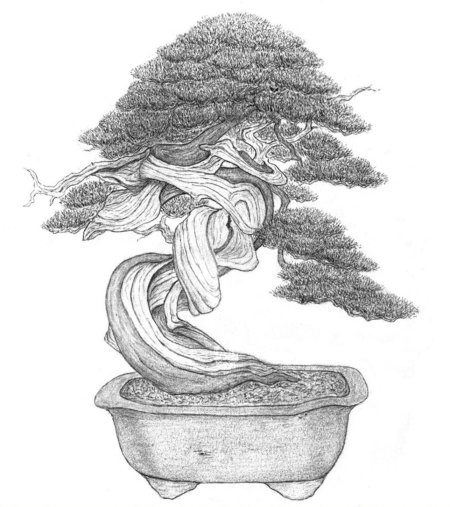 Бонсай рисунок