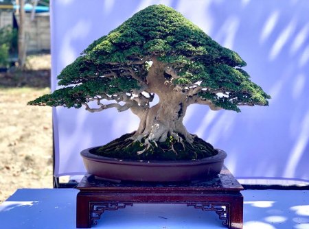 Bonsai tree