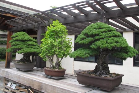 Криптомерия бонсай