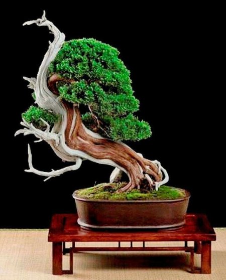 Масахико кимура бонсай