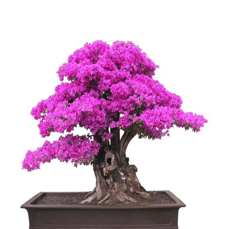 Банзай цветок бугенвиллия