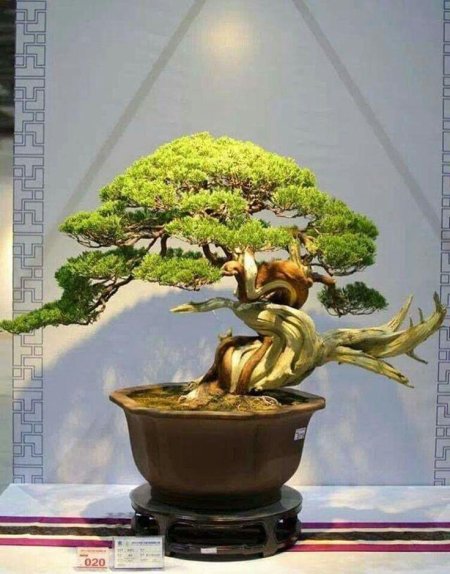 Бонсай фукинагаси