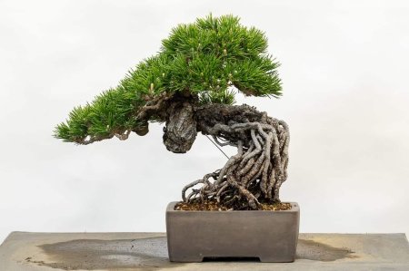 Сосна японская бонсай