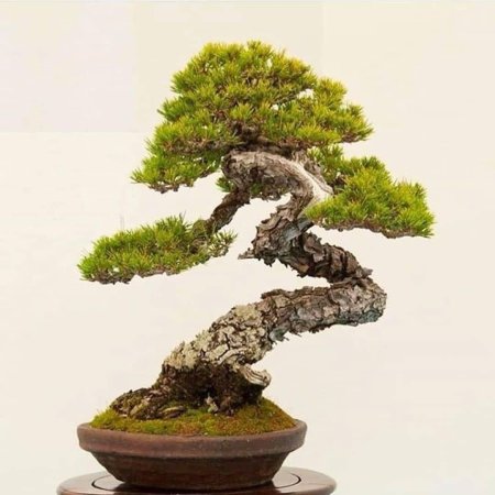 Бонсай исицуки