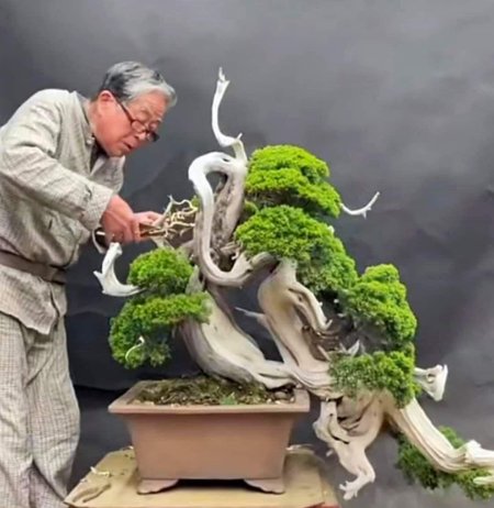 Японское дерево бонсай