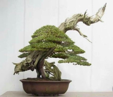 Сосна schoon's bonsai