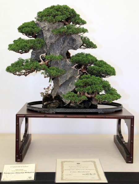 Хан кенгай бонсай