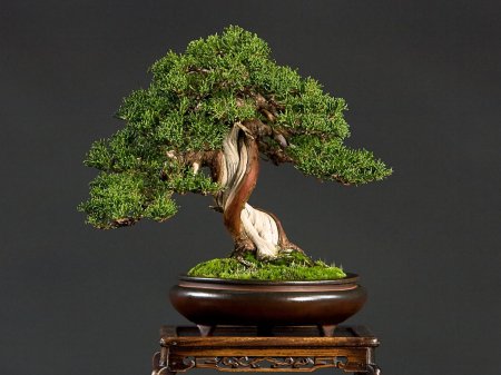 Bonsai tree
