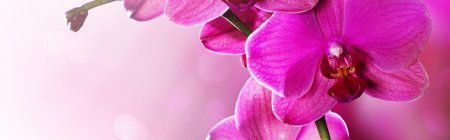 Розовая орхидея