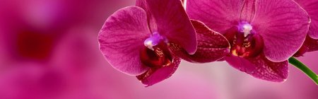 Орхидея фаленопсис красная