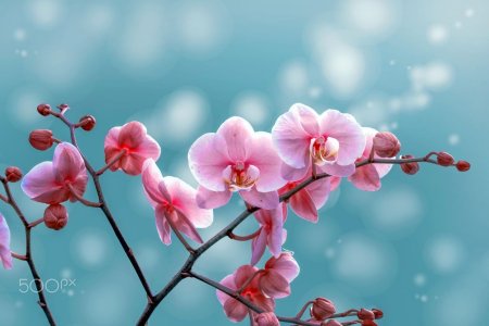 Красивые цветы орхидеи