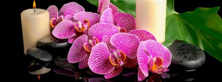 Орхидея фаленопсис спа