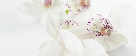 Фаленопсис lausanne