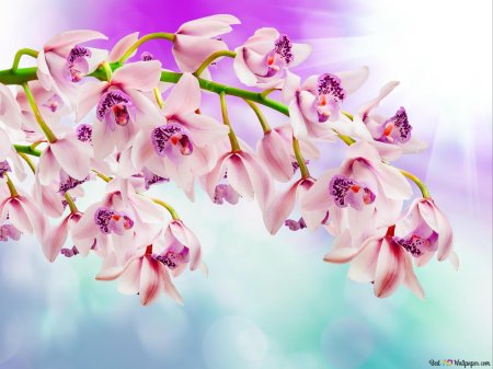 Цветок орхидеи