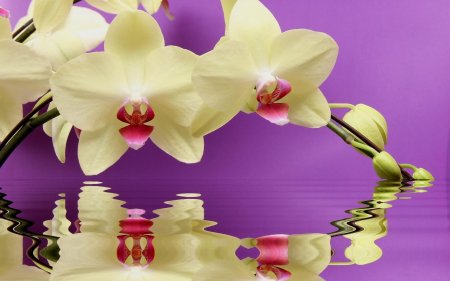 Орхидея каттлея