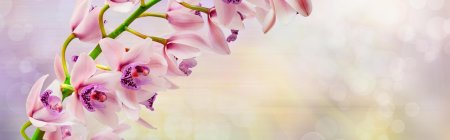 Розовая орхидея на сером фоне