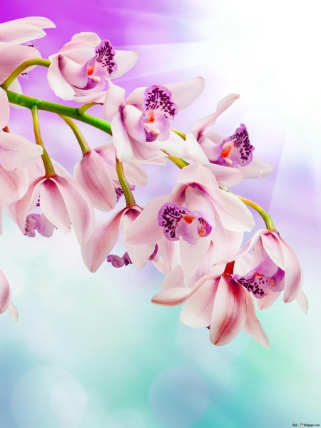 Орхидея ветка