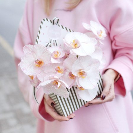 Орхидея зефирка