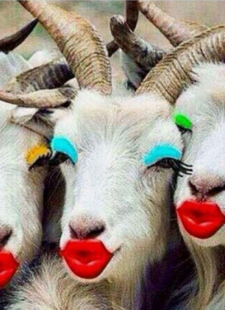 Смешная коза