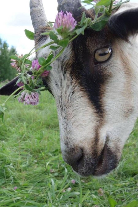 Красивая козочка