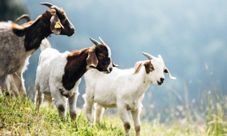 Козы пасутся