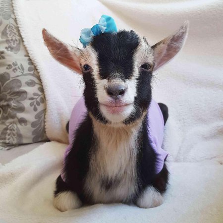 Милый козлик