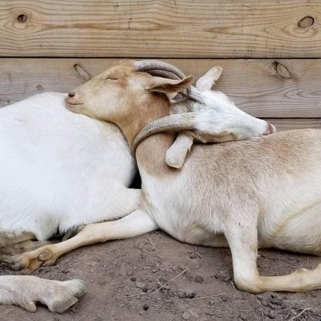 Коза геншин