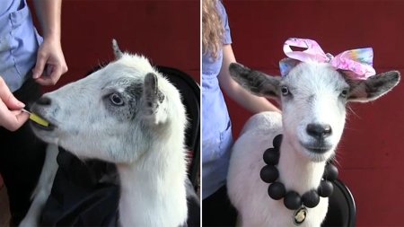 Маленькая коза